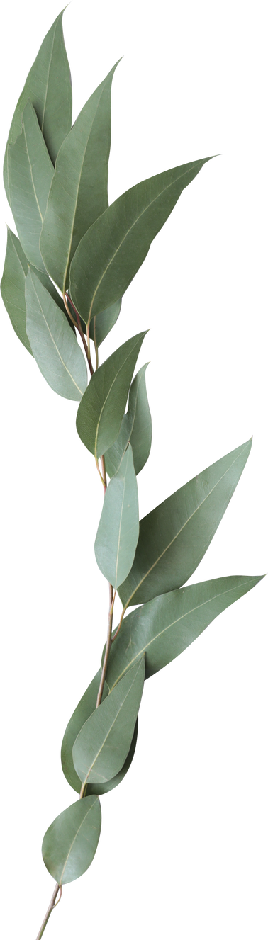 Seeded Eucalyptus Leaves